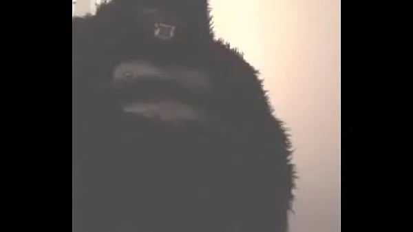 最高のMr. Gorillaエネルギービデオ